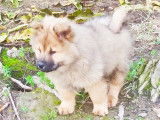 Chiots Eurasier LOF à vendre