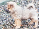 Chiots Eurasier LOF à vendre