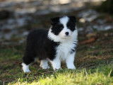 Chiots Border Collie avec pédigrée née le 27/01/2023- 1 male disponible