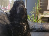 De race Cocker Anglais disponible pour saillie