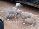 Chiots Whippet LOF à vendre