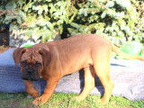 Femelle Dogue de Bordeaux LOF à vendre