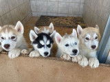 5 chiots Huskies de Sibérie LOF, de novembre 2022, à réserver