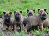 À vendre, 6 chiots Bergers Belges Malinois LOF, d'octobre 2022