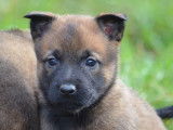 À vendre, 6 chiots Bergers Belges Malinois LOF, d'octobre 2022