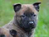 À vendre, 6 chiots Bergers Belges Malinois LOF, d'octobre 2022