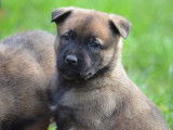 À vendre, 6 chiots Bergers Belges Malinois LOF, d'octobre 2022