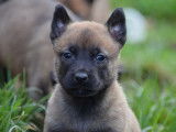 À vendre, 6 chiots Bergers Belges Malinois LOF, d'octobre 2022