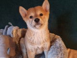 4 chiots Shiba Inus LOF, d'octobre 2022 à vendre