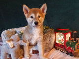 4 chiots Shiba Inus LOF, d'octobre 2022 à vendre
