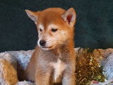 4 chiots Shiba Inus LOF, d'octobre 2022 à vendre