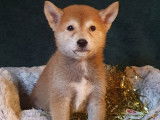 4 chiots Shiba Inus LOF, d'octobre 2022 à vendre