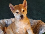 4 chiots Shiba Inus LOF, d'octobre 2022 à vendre