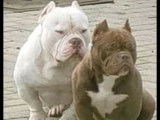 Chiots de race American Bully à vendre (4 mâles)