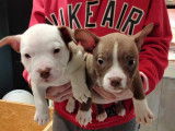 Chiots de race American Bully à vendre (4 mâles)