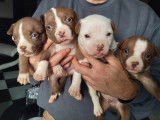 Chiots de race American Bully à vendre (4 mâles)