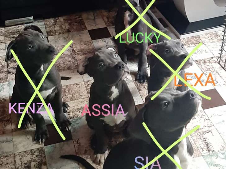 2 Chiots American Bully