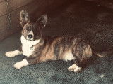 Corgi Welsh Cardigan pour saillie