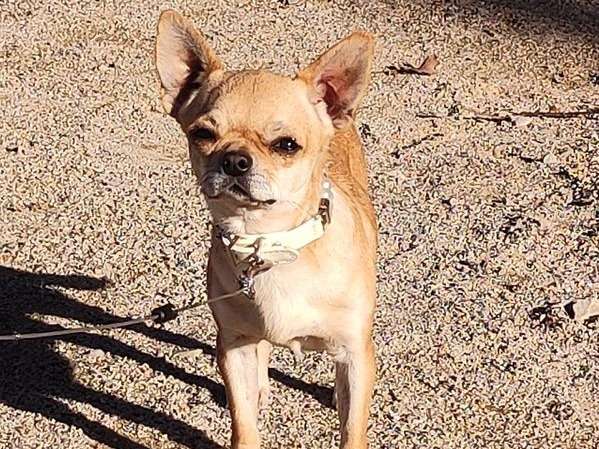 Un chien Chihuahua fauve LOF de 15 mois disponible
