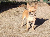 Un chien Chihuahua fauve LOF de 15 mois disponible