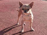 Un chien Chihuahua fauve LOF de 15 mois disponible
