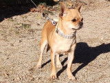 Un chien Chihuahua fauve LOF de 15 mois disponible