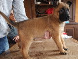 3 chiots Malinois LOF disponibles tout de suite