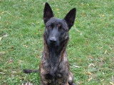 Une chienne Berger Hollandais bringée LOF à vendre