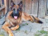 À vendre des chiots Bergers Allemands LOF de couleur fauve charbonné
