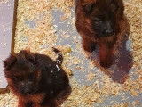 À vendre des chiots Bergers Allemands LOF de couleur fauve charbonné