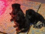 À vendre des chiots Bergers Allemands LOF de couleur fauve charbonné