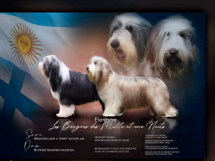 Disponibles 4 chiots Bearded Collies LOF