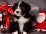 Disponibles 4 chiots Bearded Collies LOF