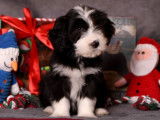Disponibles 4 chiots Bearded Collies LOF