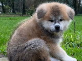 &Agrave; vendre des chiots Akita Inus LOF tricolores
