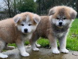 &Agrave; vendre des chiots Akita Inus LOF tricolores