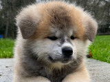 &Agrave; vendre des chiots Akita Inus LOF tricolores