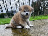 &Agrave; vendre des chiots Akita Inus LOF tricolores