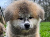 &Agrave; vendre des chiots Akita Inus LOF tricolores