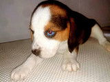 Adorable petite femelle beagle au yeux vairons