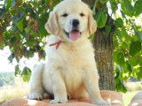 À réserver des chiots Goldens Retriever LOF fauves