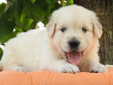 À réserver des chiots Goldens Retriever LOF fauves
