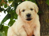 À réserver des chiots Goldens Retriever LOF fauves