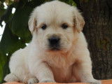 À réserver des chiots Goldens Retriever LOF fauves