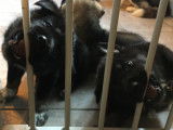 Chiots Berger Allemand croisés Husky à vendre