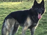 Chiots Berger Allemand croisés Husky à vendre