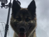 Chiots Berger Allemand croisés Husky à vendre
