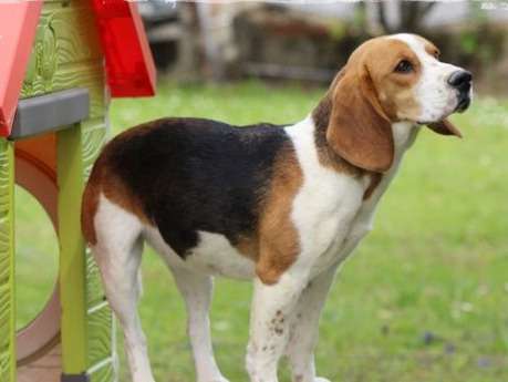 Chienne Beagle tricolore de 4 ans disponible à l’achat (LOF)