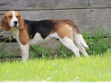 Chienne Beagle tricolore de 4 ans disponible à l’achat (LOF)