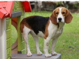 Chienne Beagle tricolore de 4 ans disponible à l’achat (LOF)